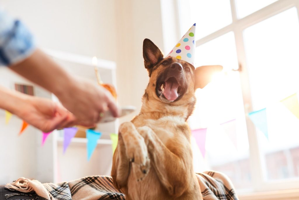 Happy dog wearing a party hat at a birthday celebration.