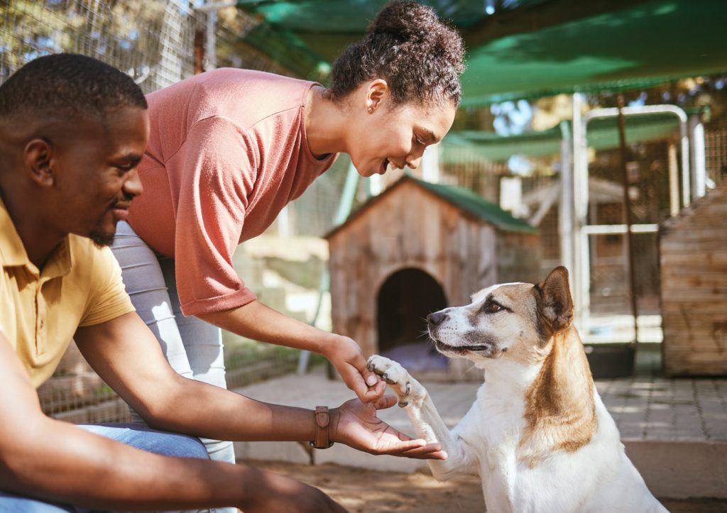 A couple interacts with a dog at a shelter. The woman kneels and shakes hands with the dog while the man sits beside them, observing. Dog houses and a fenced area used for daycare are visible in the background.