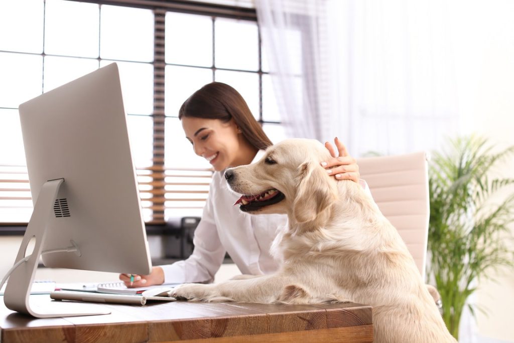 Woman smiling at computer with her Golden Retriever in a sunny office.
