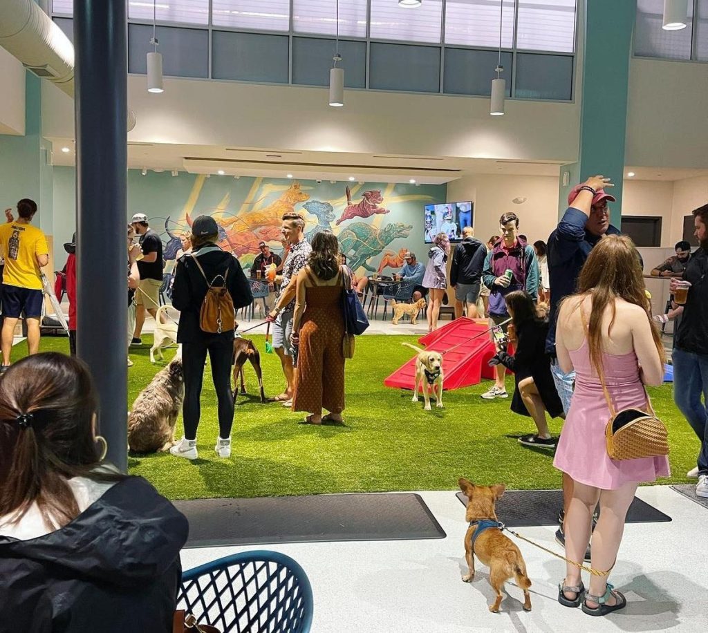 People and dogs socializing in an indoor area with artificial grass, agility equipment, and a large mural in the background, highlighting a comprehensive pet care environment.