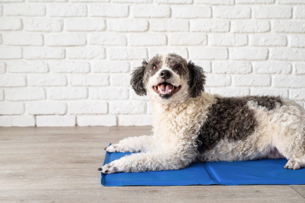 Happy curly-haired dog relaxing on a blue mat against a white brick background.