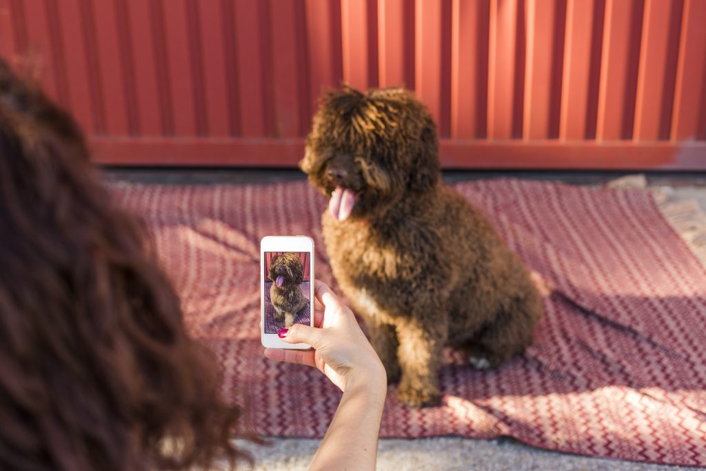 A person takes a photo of a brown dog sitting on a red patterned mat at the dog daycare, using a smartphone.