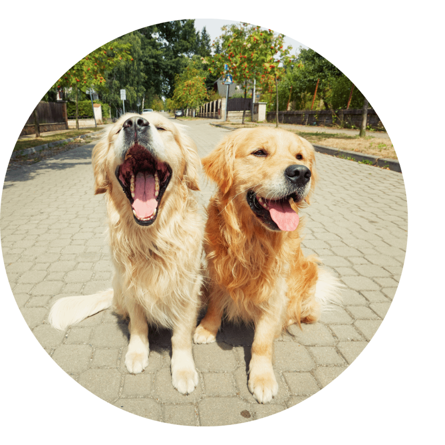 Two golden retrievers sitting on a paved pathway outdoors, one with its mouth open and the other with its tongue out, both looking content after a fun day at dog daycare.